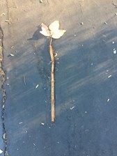 Sometimes the best magic is nature. . . this leaf and stick fell in the shape of a magic wand!