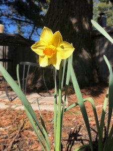 Ostara Daffodil