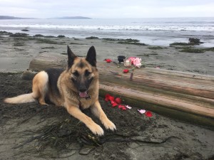 Buddy Miles at one of his favorite placed, Doran Beach, CA. I will miss these days with my companion. 