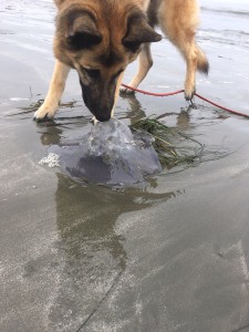 buddy and jellyfish