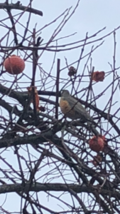 Robin and Persimmons