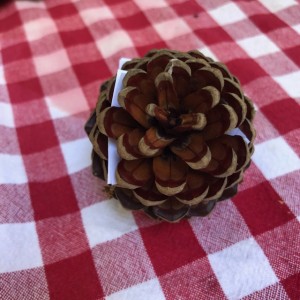 Pinecone with things that no longer serve