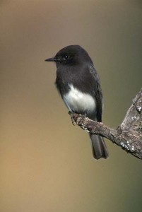 Black Phoebe